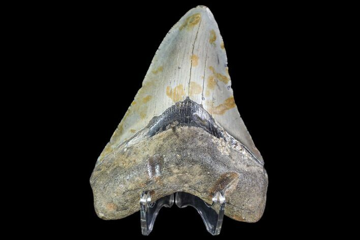 Fossil Megalodon Tooth - North Carolina #105019